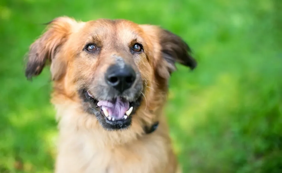 No universo dos sonhos, os cachorros simbolizam amizade, lealdade, proteção e instintos