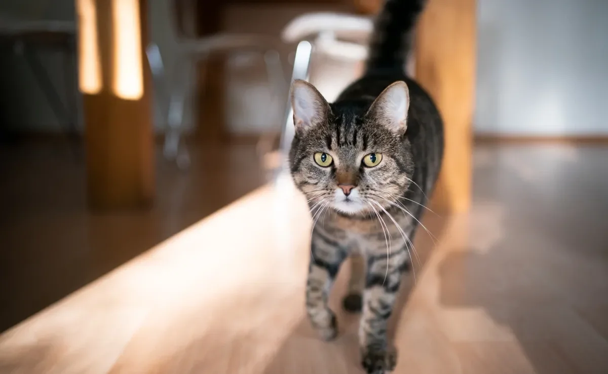 As causas da artrite felina são variadas, mas costumam estar relacionadas principalmente ao envelhecimento e obesidade