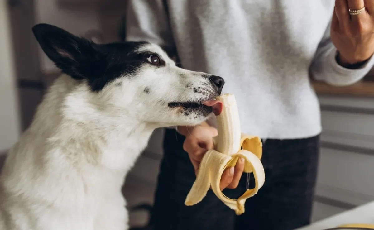 A banana é uma fruta muito benéfica para os cães, mas deve ser oferecida sempre com moderação
