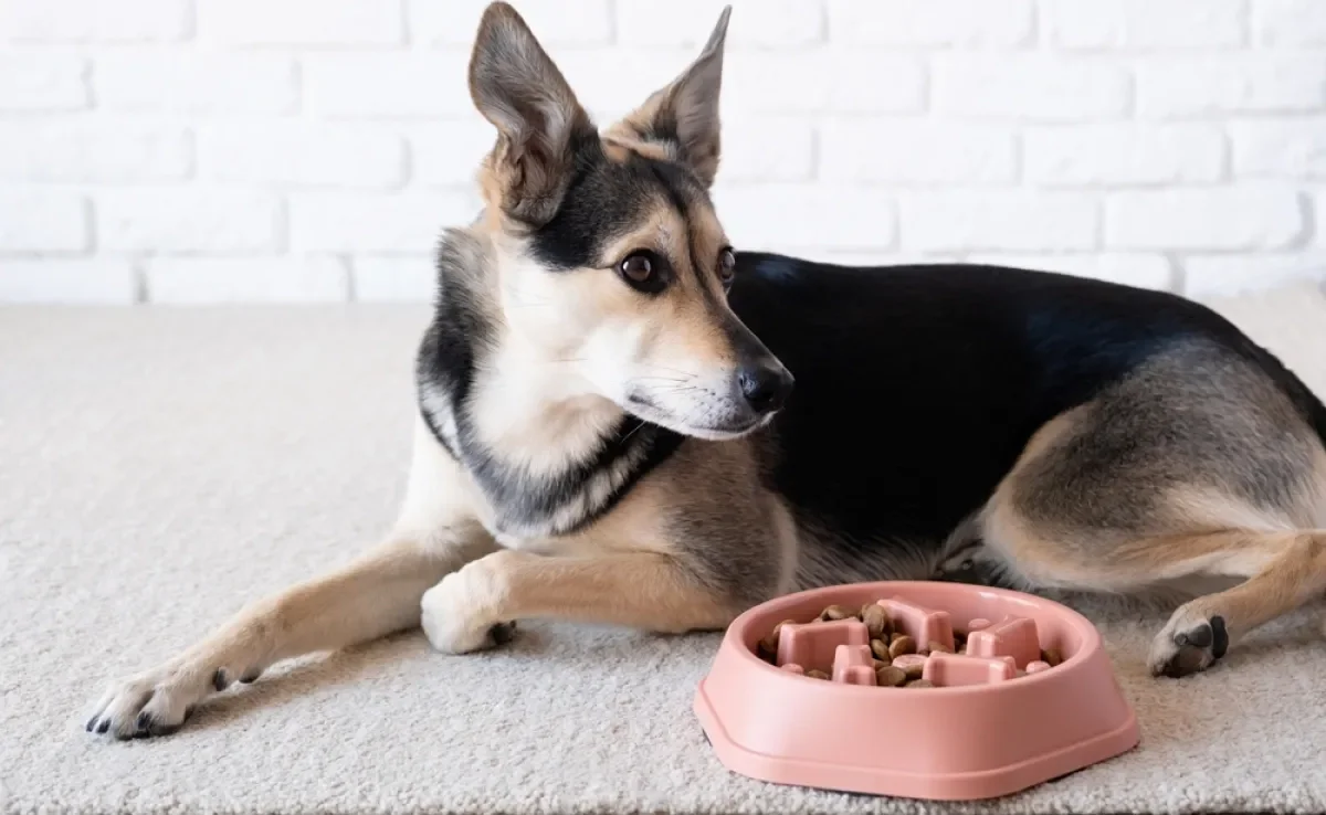 O ato de lamber é essencial para o bem-estar do cachorro e os brinquedos interativos podem ajudar nisso