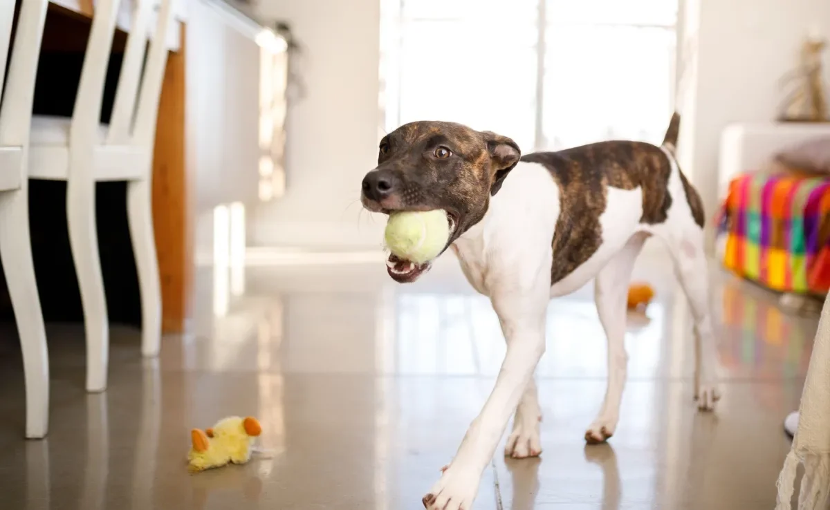 Os cachorros carregam coisas com a boca principalmente devido ao instinto natural da espécie