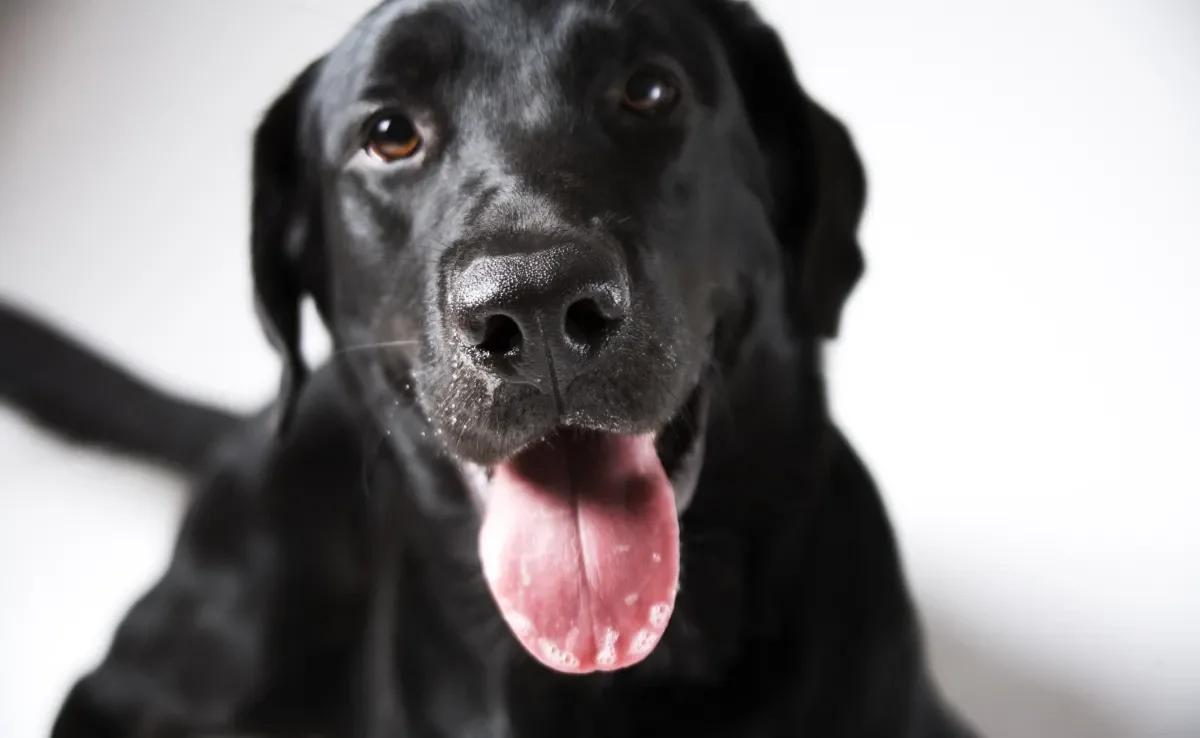 Apesar de parecer um hábito engraçado, quando um cachorro “lambe” o ar pode ser sinal de problemas de saúde