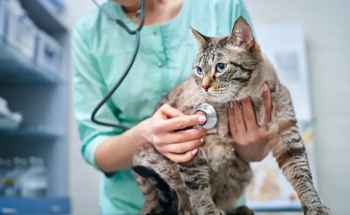 O diagnóstico precoce é muito importante para controlar a evolução da doença renal em gatos
