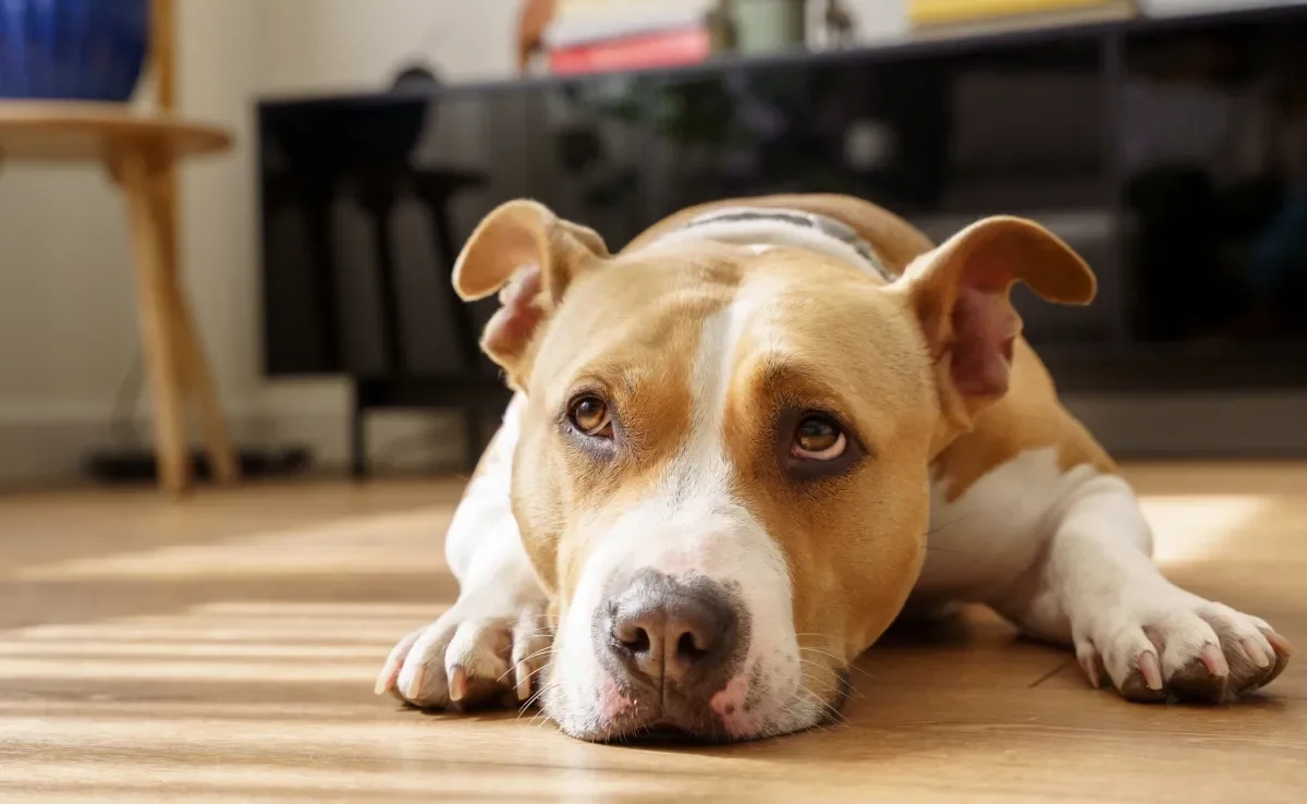 A disbiose intestinal pode afetar bastante o bem-estar canino, causando sintomas incômodos