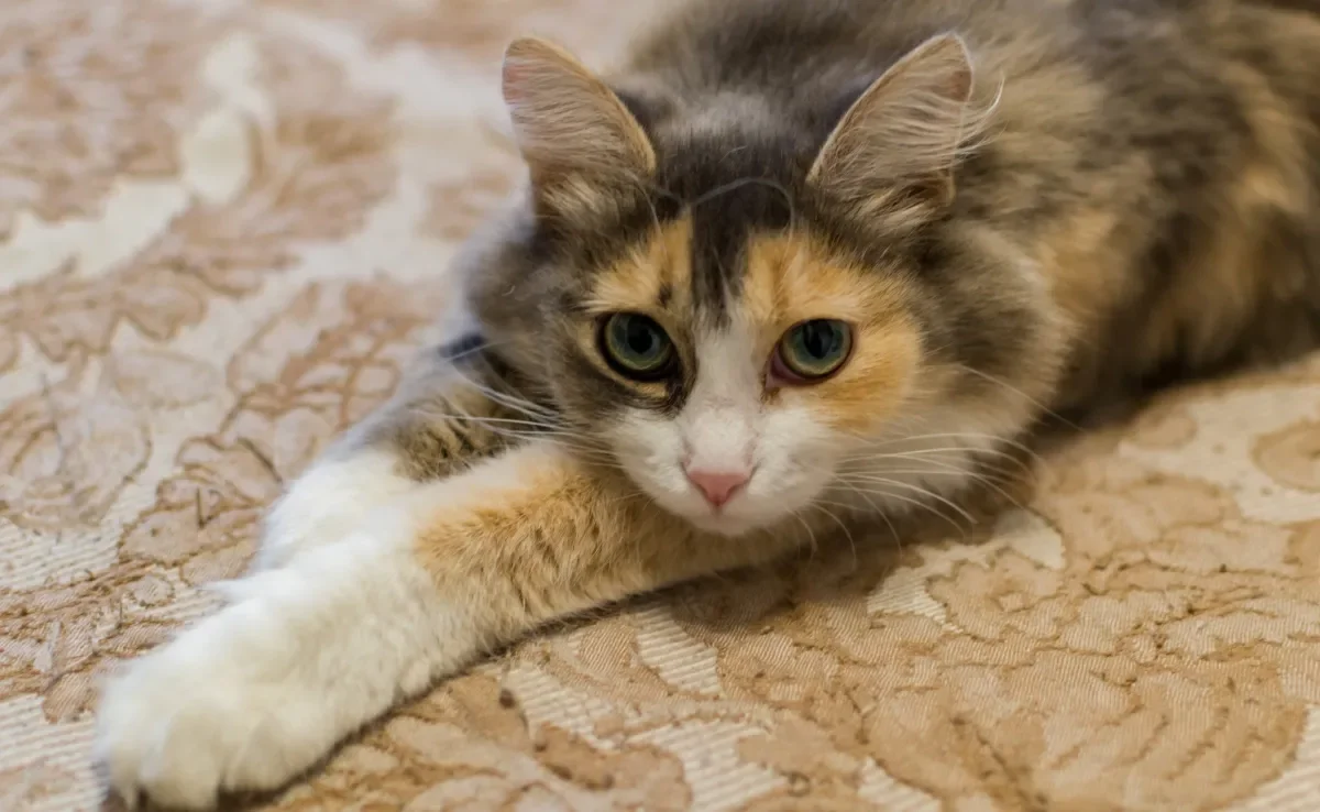 Mudanças no comportamento rotineiro podem indicar doença renal em gatos
