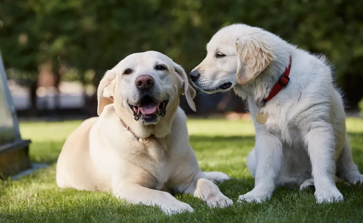 Cada fase de vida do cachorro tem características e necessidades específicas, que devem ser respeitadas