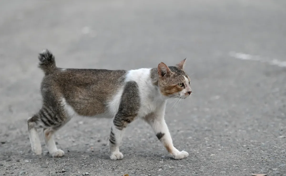 Gato com rabo curto pode ter nascido assim ou ter sofrido algum trauma ao longo da vida