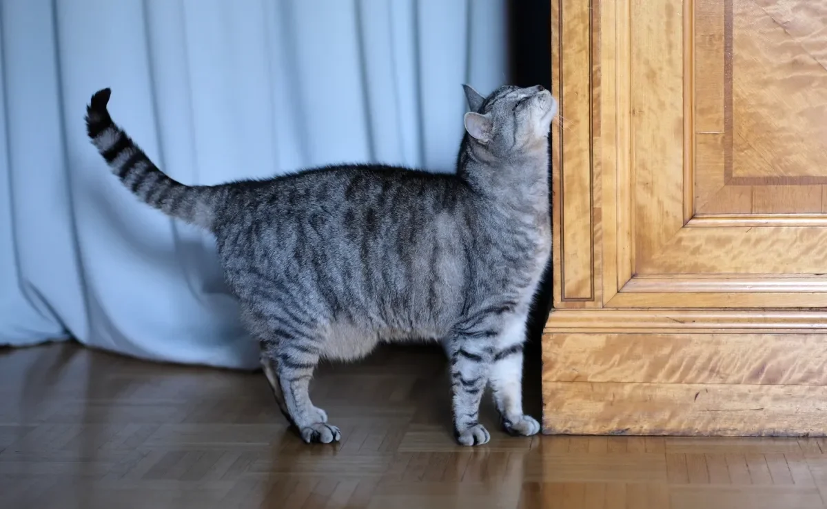 Esfregar o rosto em móveis é uma forma importante de marcação de território dos gatos