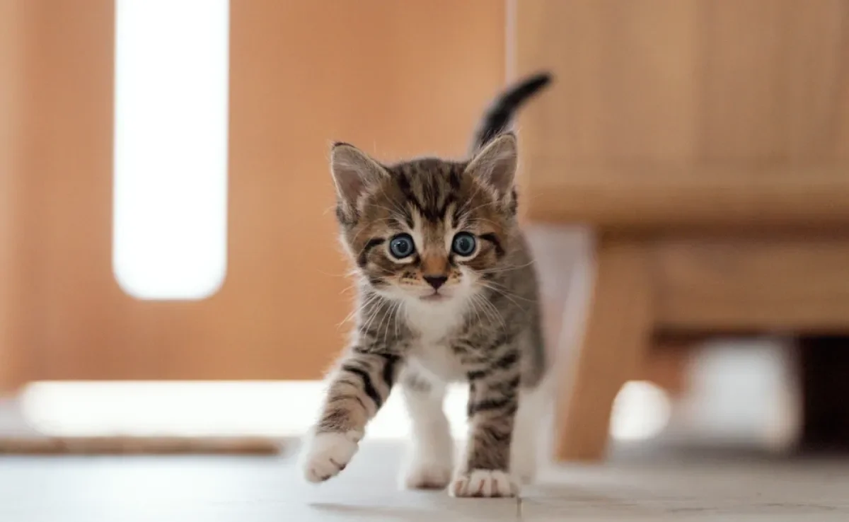 Gatos dependem de proteínas de origem animal para se desenvolver adequadamente