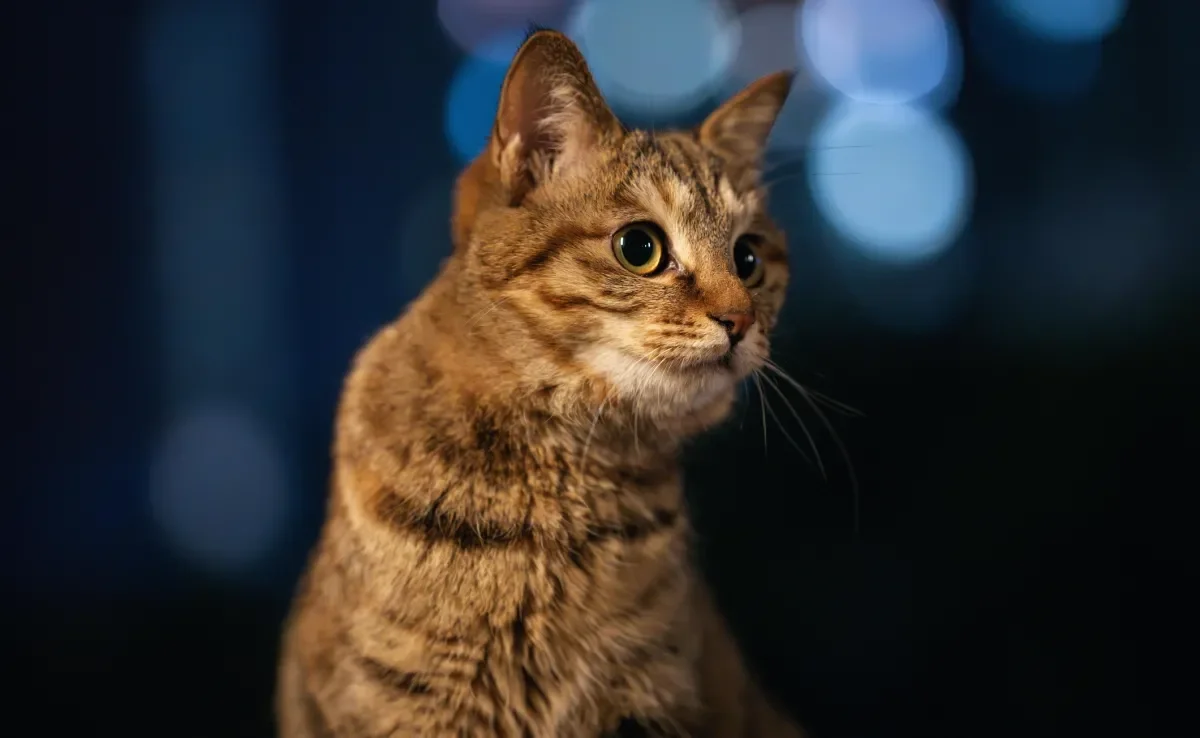 Gatos são animais naturalmente noturnos e podem miar com mais frequência à noite