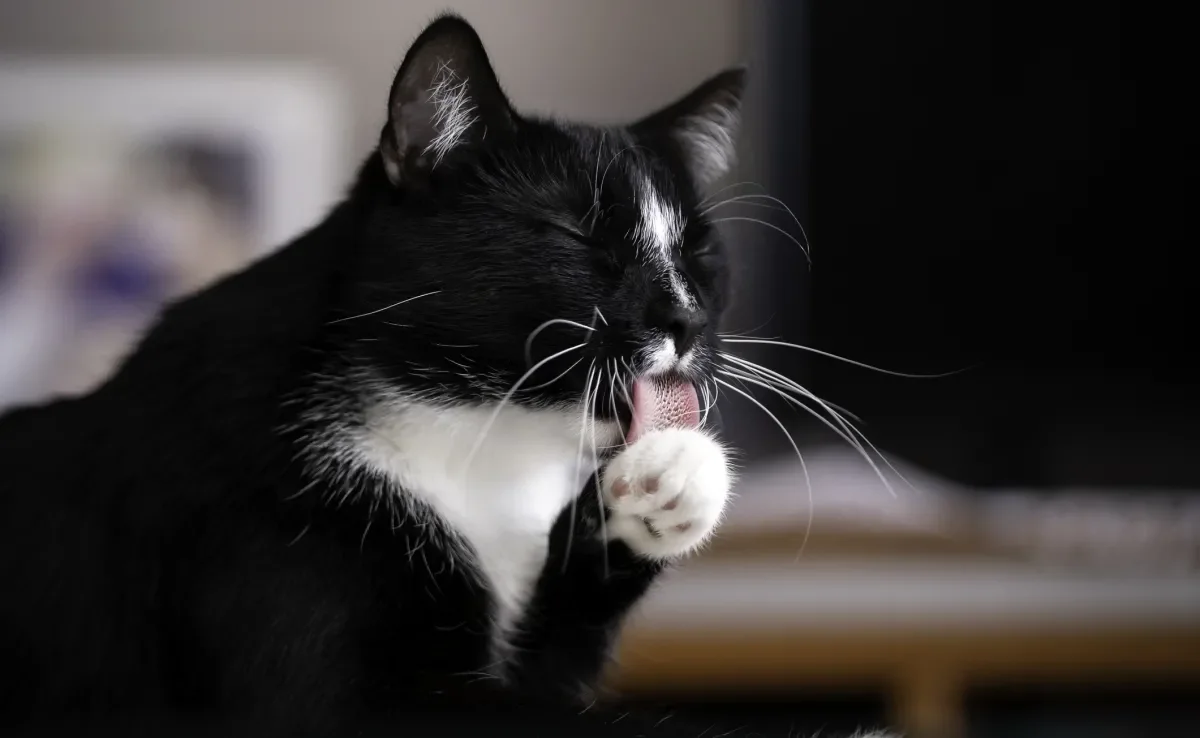 O “banho de gato” é essencial para preservar a saúde e o bem-estar dos felinos