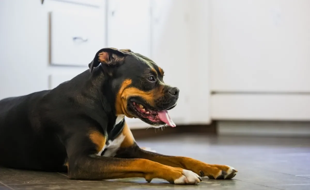 A infecção urinária em cachorro é mais comum nas fêmeas e pode ocorrer em qualquer idade