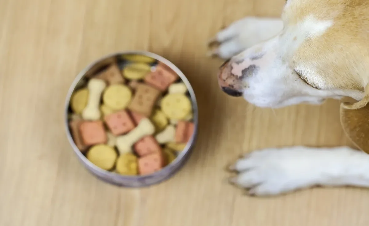 O glúten é uma proteína presente em grãos como trigo, cevada e centeio, e está presente em boa parte das rações para cachorro