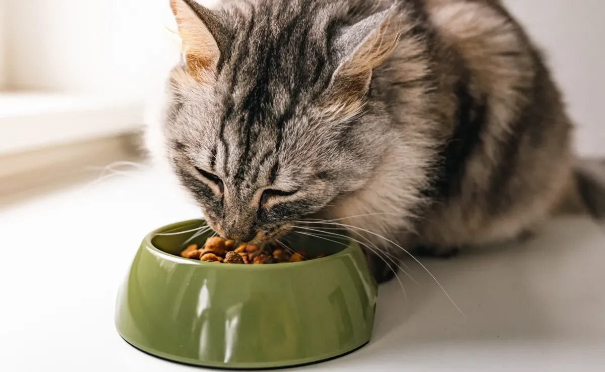Os gatos têm o hábito de comer pequenas quantidades de ração várias vezes ao dia