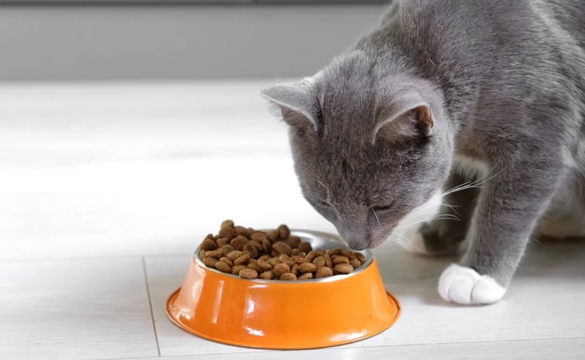 A alergia alimentar em gatos pode causar diversos sintomas, de coceira a diarreia
