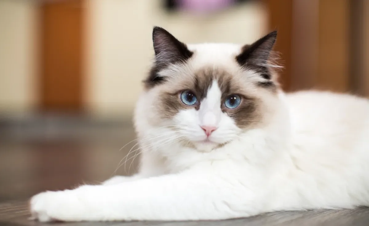 O Ragdoll é conhecido pelos olhos azuis, pelagem clara e temperamento tranquilo