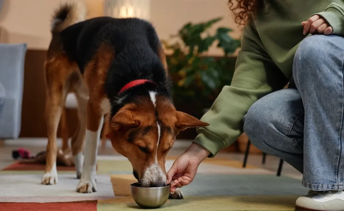 A ração úmida oferece diversos benefícios para a saúde e bem-estar dos cães