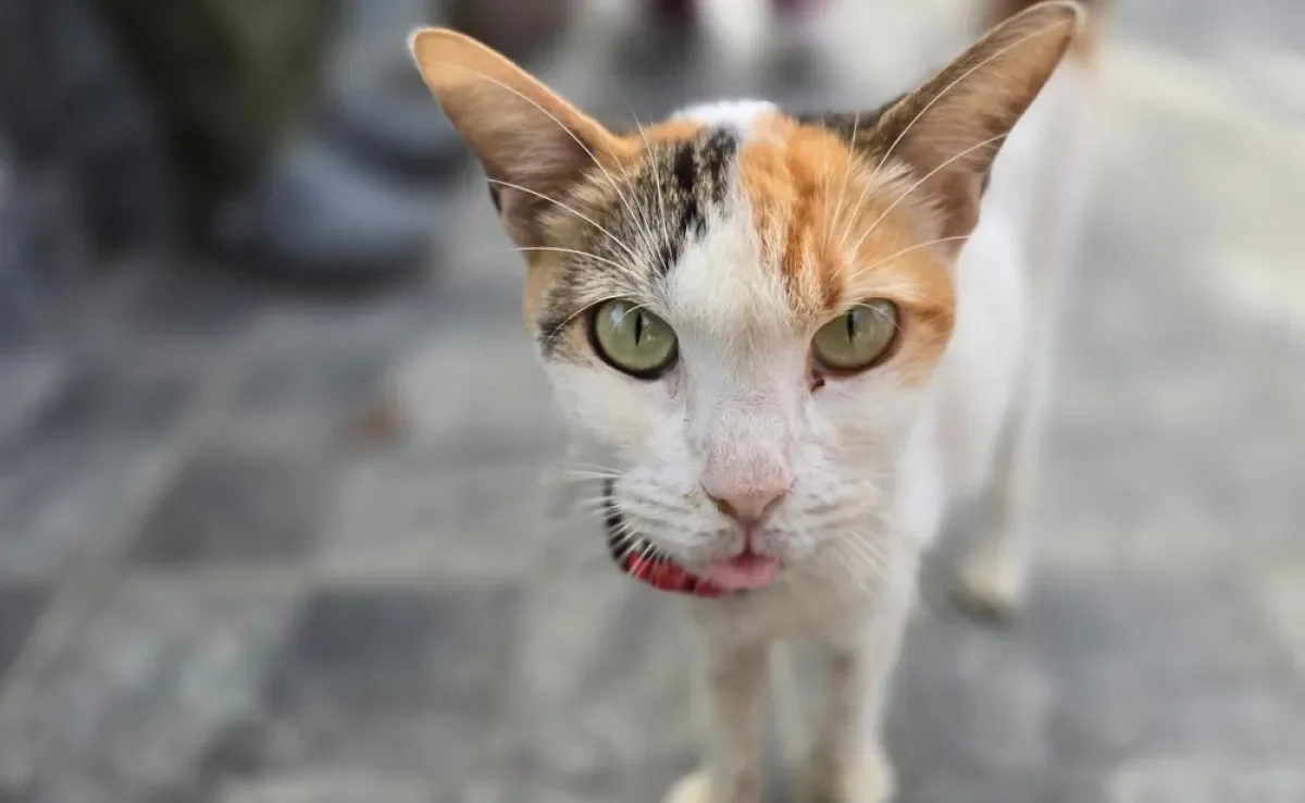 A sarcopenia é a perda progressiva de massa muscular e costuma afetar mais os gatos idosos