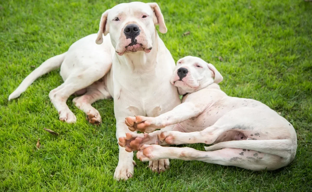 Investir em uma boa nutrição desde cedo é essencial para a qualidade de vida do Dogo Argentino