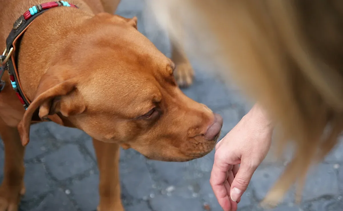 O olfato canino é muito potente e serve como uma forma de comunicação dos cães com o mundo