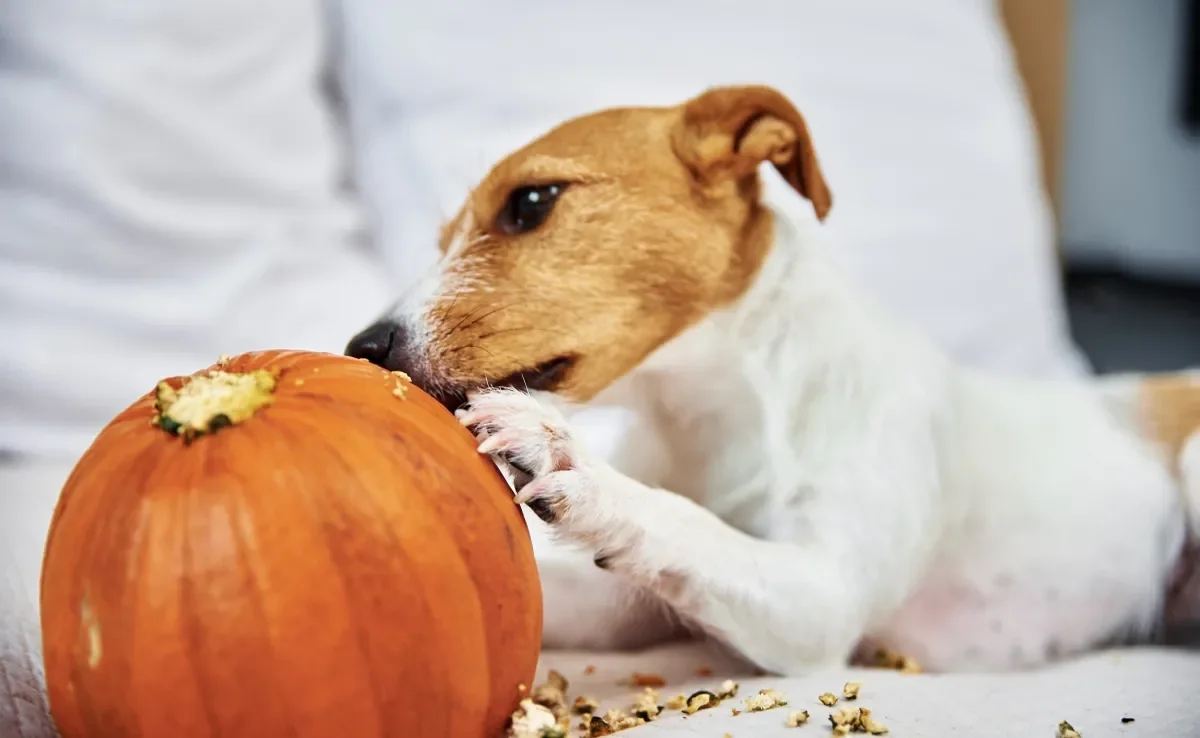 Descubra se a abóbora pode oferecer benefícios à saúde do seu cachorro