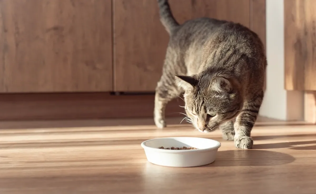 Geralmente, o desinteresse do gato pela ração tem relação com tédio alimentar