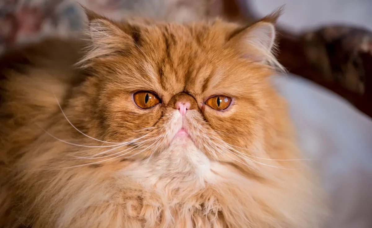 O gato Persa é conhecido pelo focinho achatado e personalidade tranquila