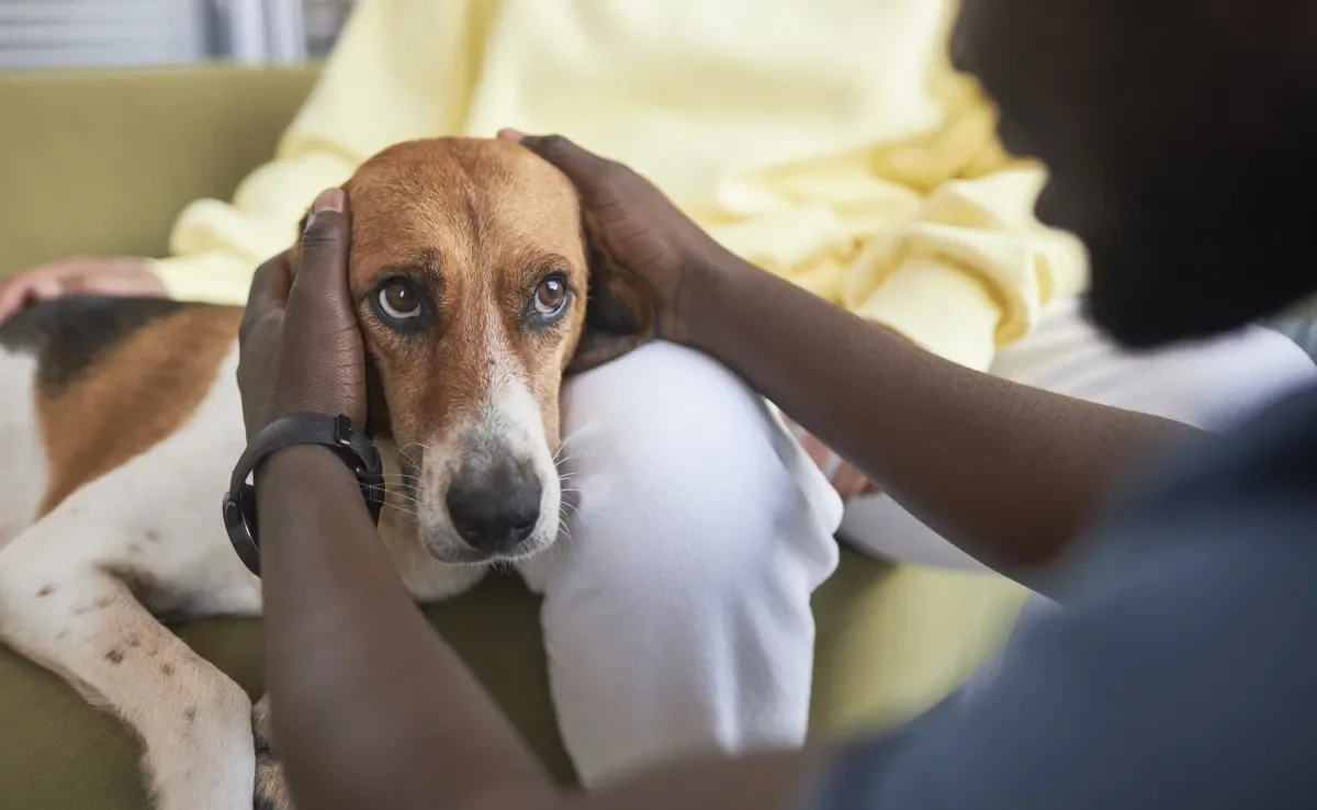 A doença do carrapato é um dos problemas de saúde mais sérios que podem afetar os cães