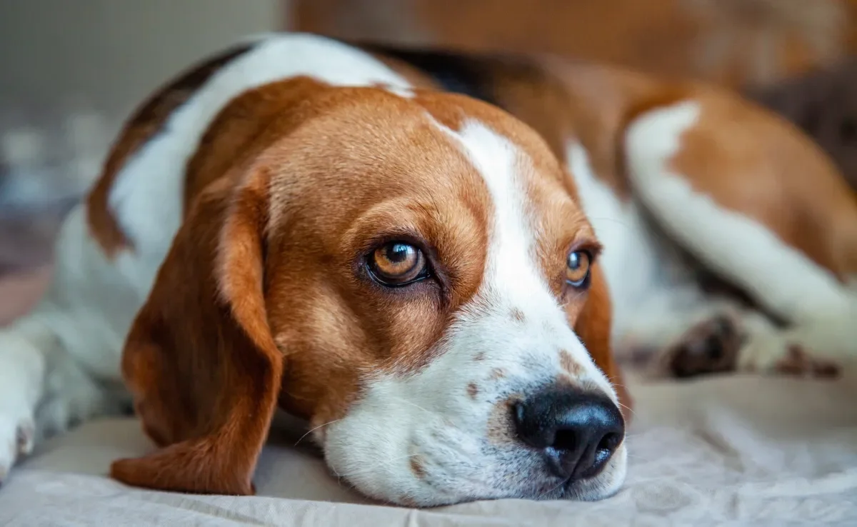 As raças Cocker Spaniel, Basset e Beagle costumam ter mais problemas auditivos por conta da anatomia de suas orelhas