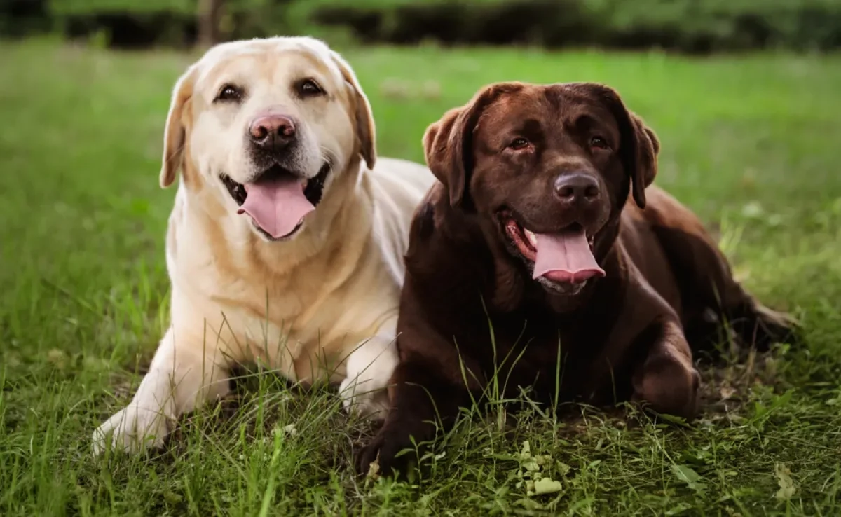 Entenda as diferenças e as necessidades específicas de cachorros fêmeas e machos
