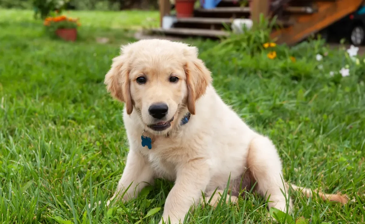 O filhote de Golden Retriever tem energia de sobra e precisa de cuidados adequados para a idade