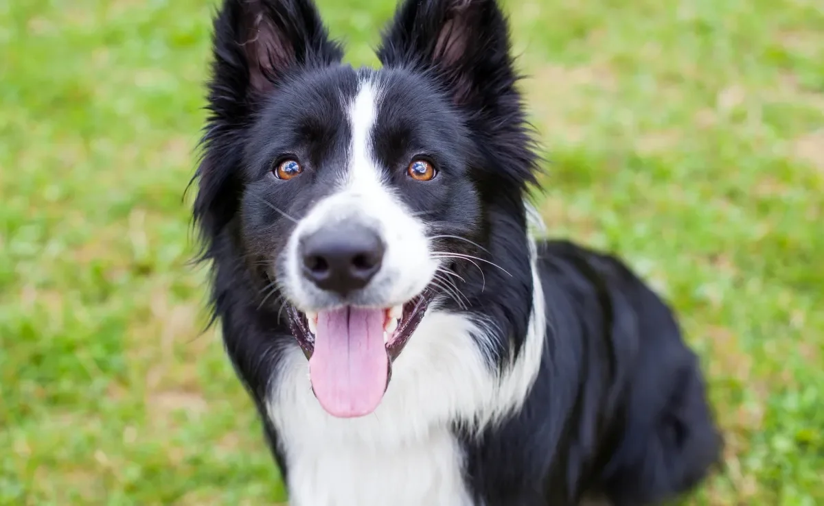O Border Collie é um dos cachorros mais inteligentes do mundo e tem um nível alto de energia