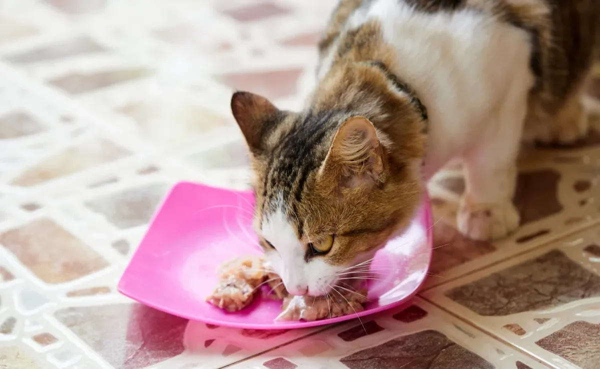 O sachê oferece diversos benefícios aos gatos, mas deve ser bem avaliado antes de substituir a ração seca