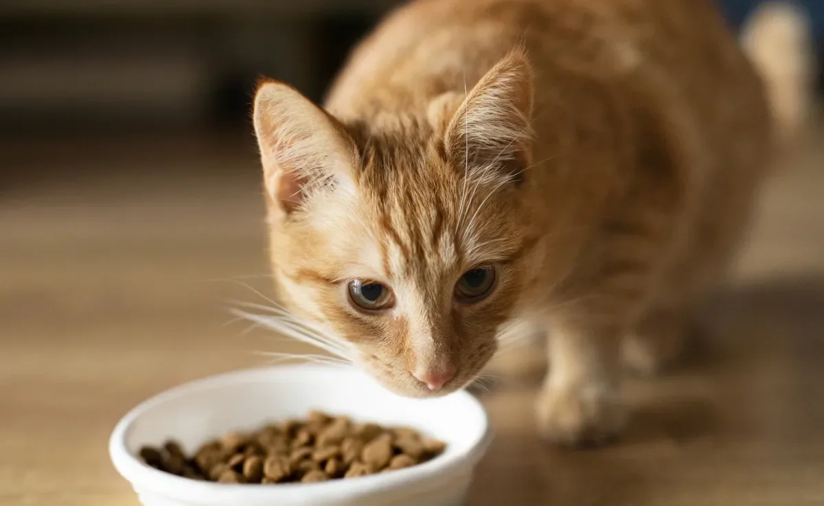 Umidificar a ração com leite pode parecer inofensivo, mas oferece riscos ao gato