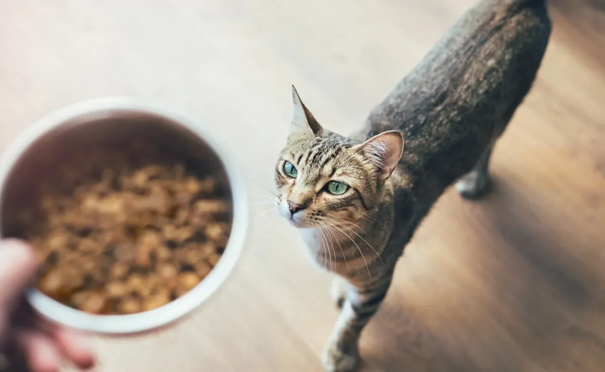 Por instinto, os gatos comem pequenas porções de ração várias vezes ao dia