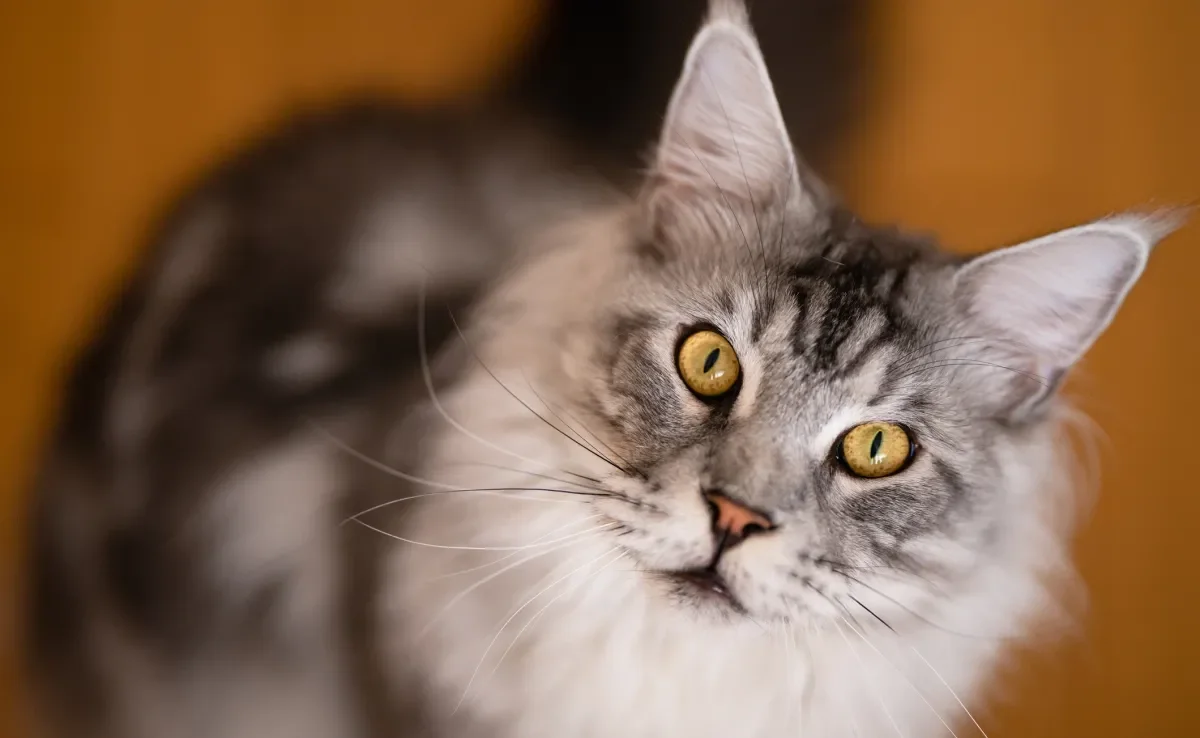 Maine Coon é a raça de gato gigante que encanta pela aparência imponente e personalidade única