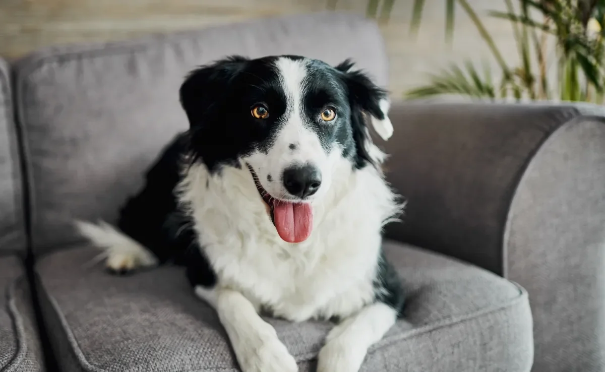 O Border Collie é um cachorro que precisa de estímulos físicos e mentais constantes