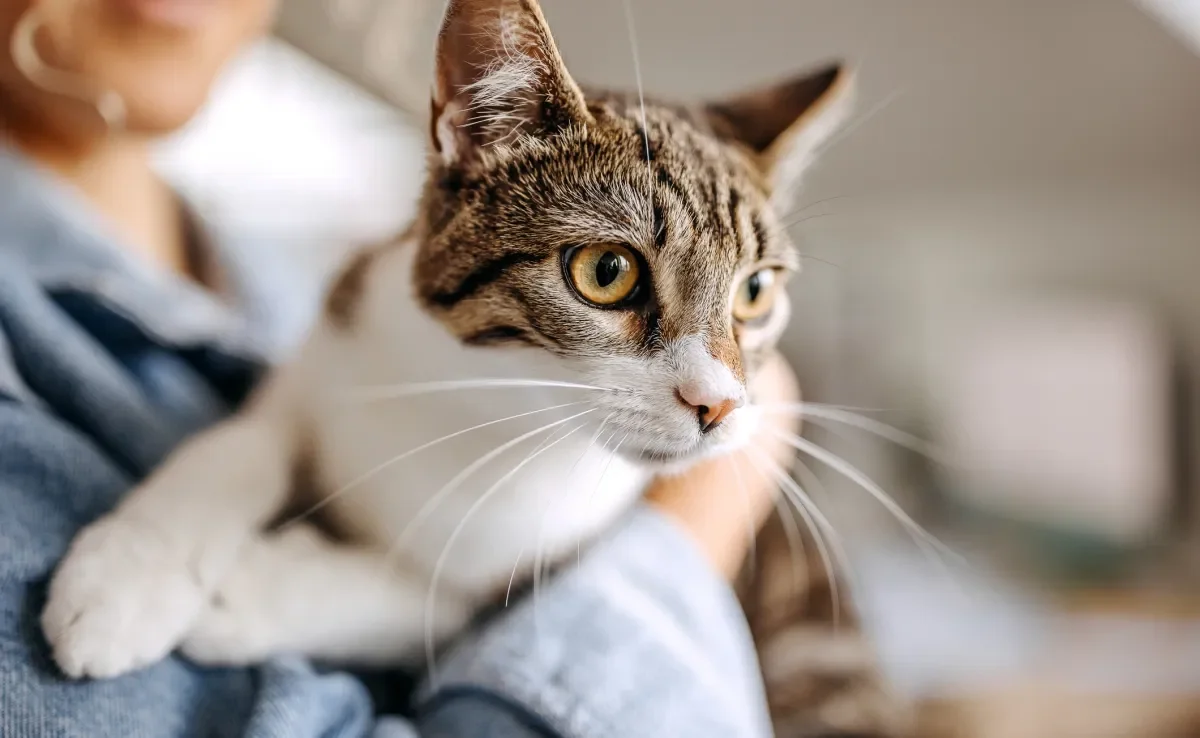 A mudança brusca de rotina e um novo ambiente podem desestabilizar um gato recém-adotado