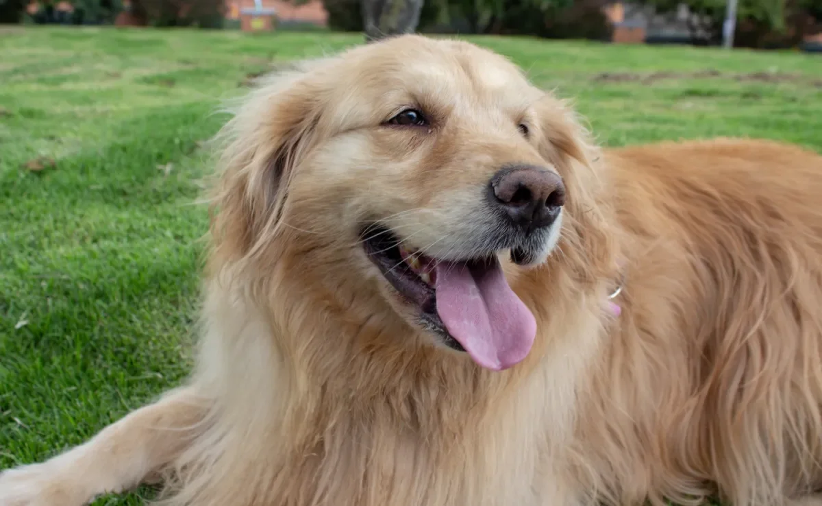 Cães da raça Golden Retriever são conhecidos por sua pelagem longa, lisa e brilhante