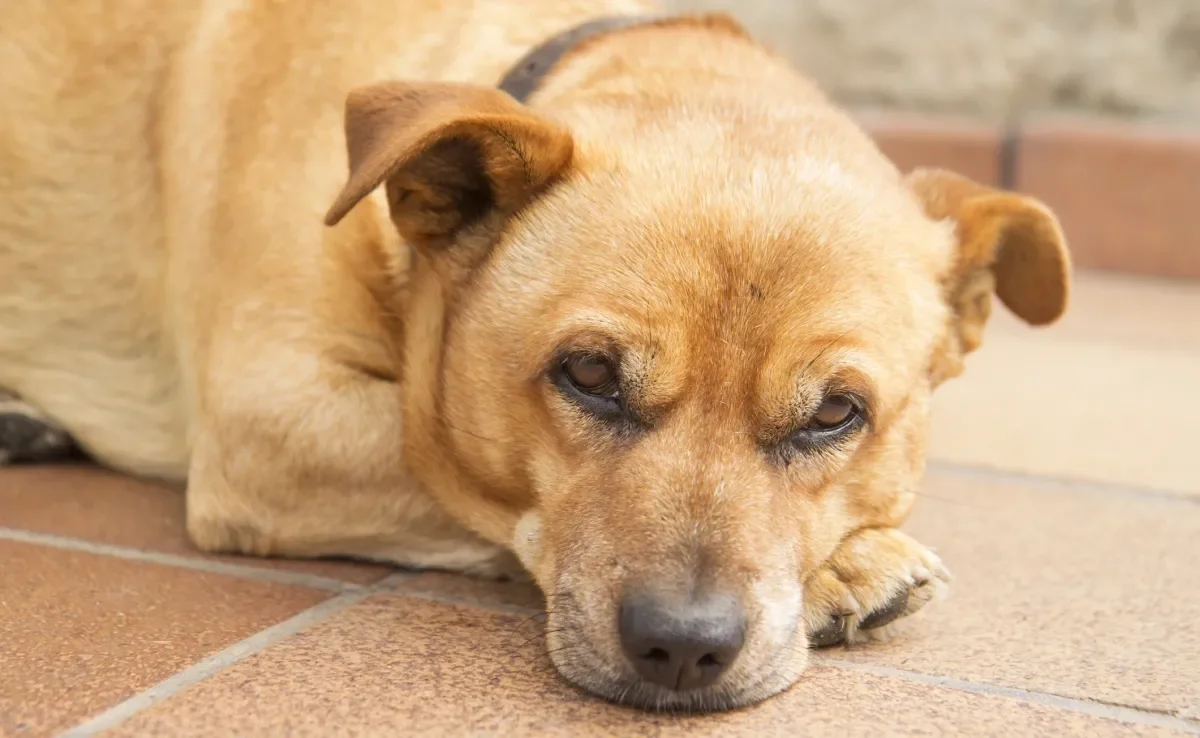 A leishmaniose canina é transmitida pelo mesmo mosquito que passa a doença para humanos