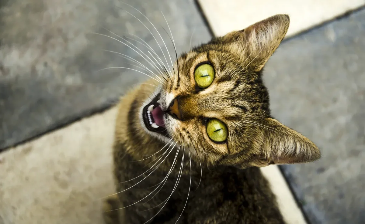 Gato miando muito pode ser um sinal de que algo não está bem