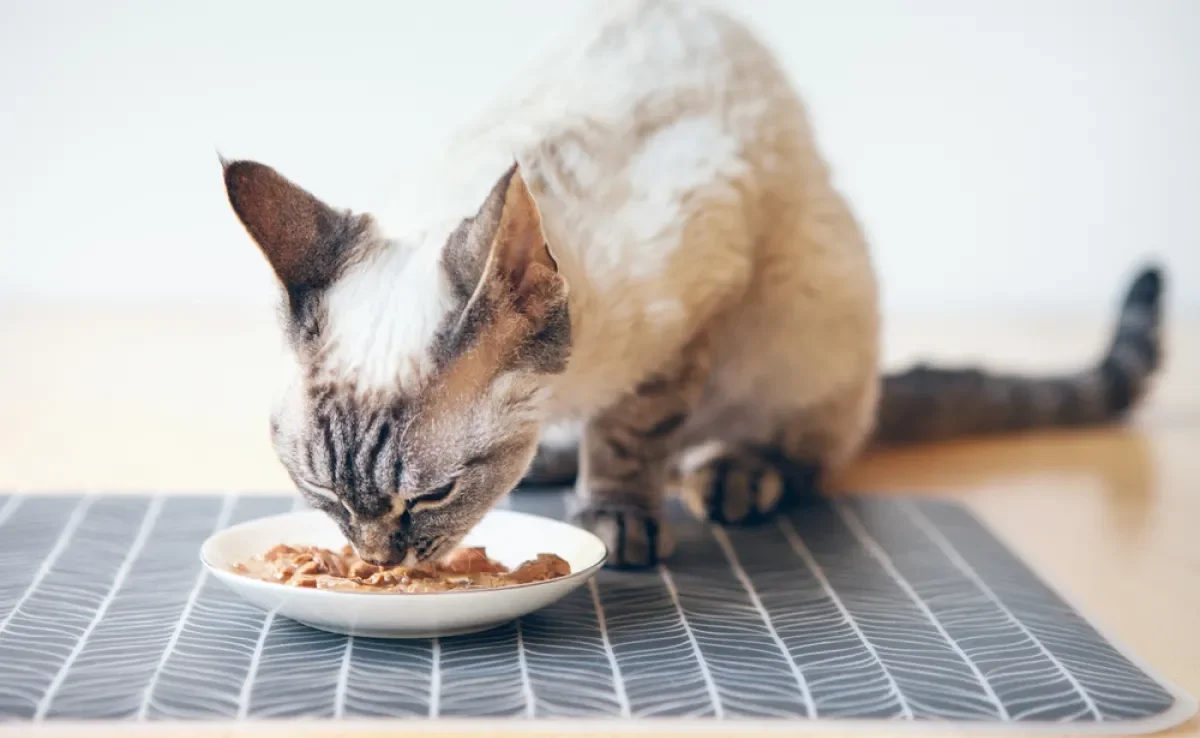 Além de ser um alimento saboroso, o sachê estimula a ingestão de água pelos gatos