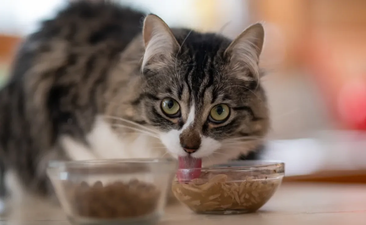 Por ser bastante úmido, o sachê para gato é mais perecível e precisa ser bem conservado