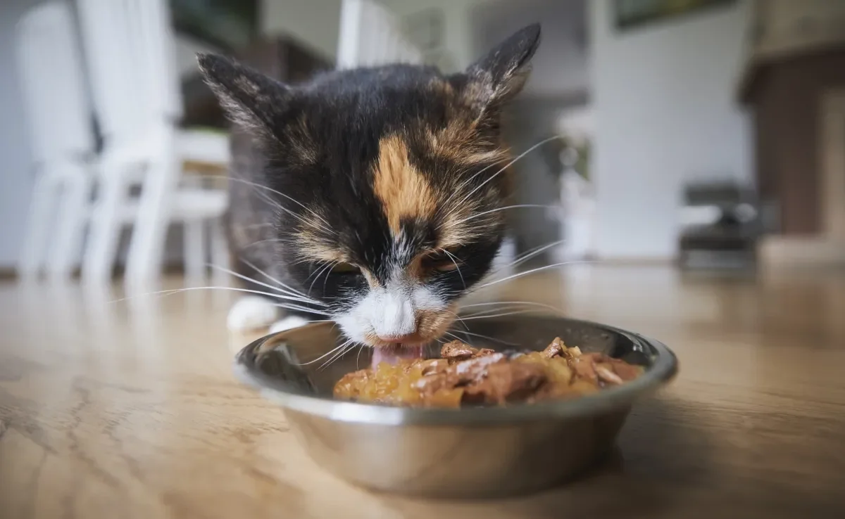 O sachê para gato é um grande aliado da alimentação felina e pode ser oferecido todos os dias