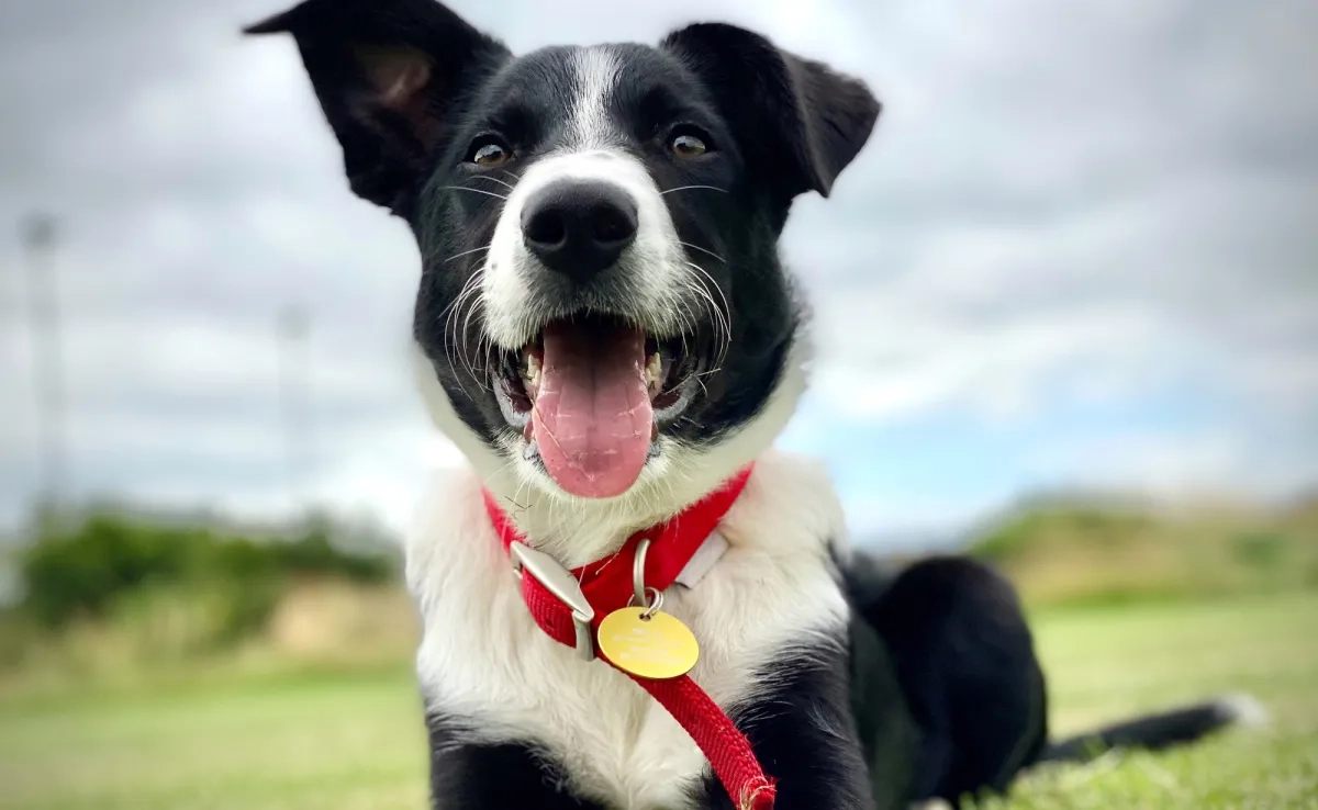 O uso das coleiras para cachorro é importante para garantir a segurança dos pets e das pessoas