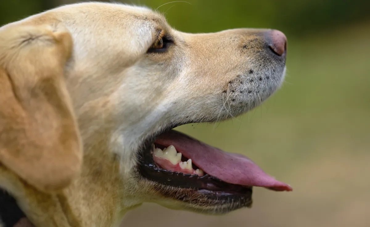 O tártaro causa mau hálito em cães e pode levar até mesmo à perda de dentes