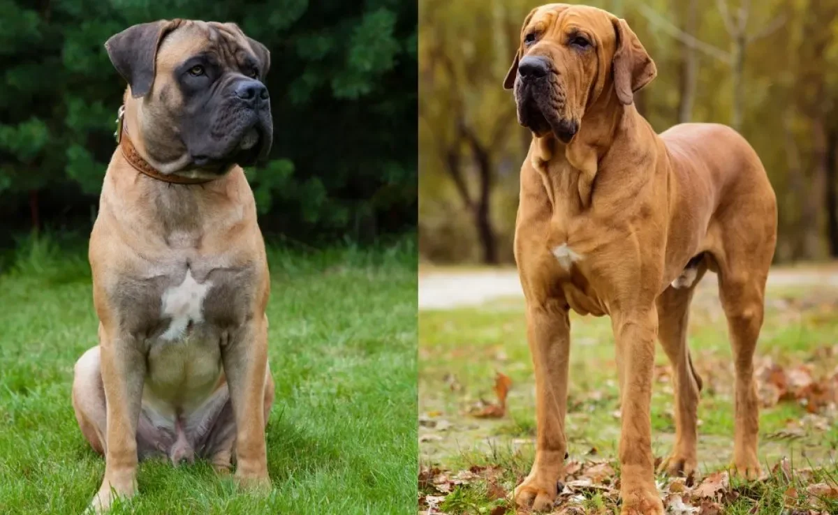 Quais são os diferentes tipos de cachorro Mastim? Conheça 9 raças para quem ama cães grandes