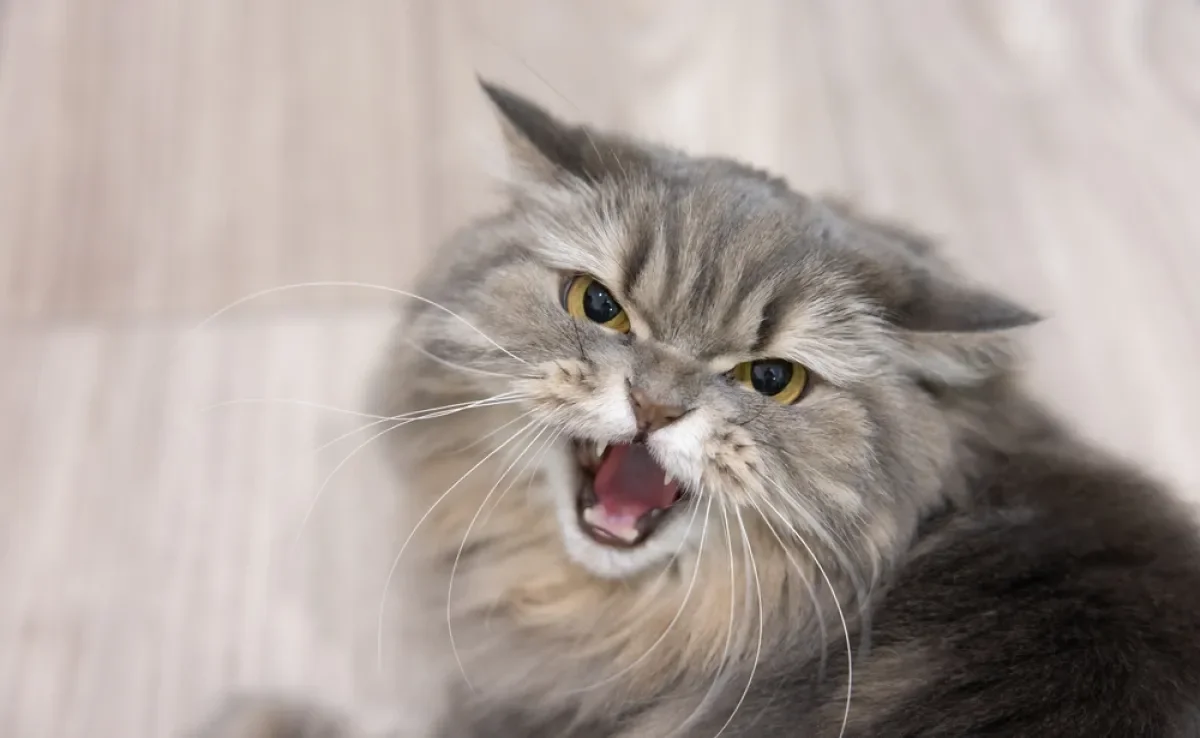 O estresse em gatos afeta o bem-estar físico e emocional dos felinos