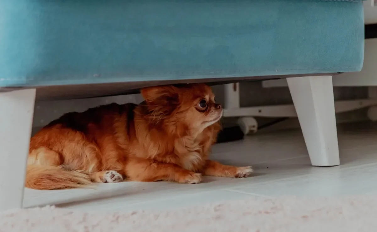 A intensidade e imprevisibilidade do barulho dos fogos de artifício deixam os cães com medo e estressados