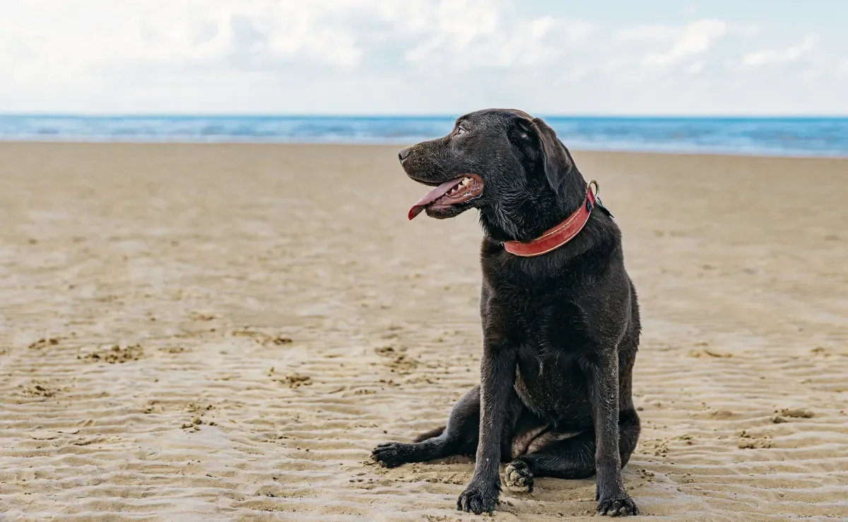 Ao levar o cachorro à praia, é preciso ter alguns cuidados para protegê-lo de uma série de problemas de saúde